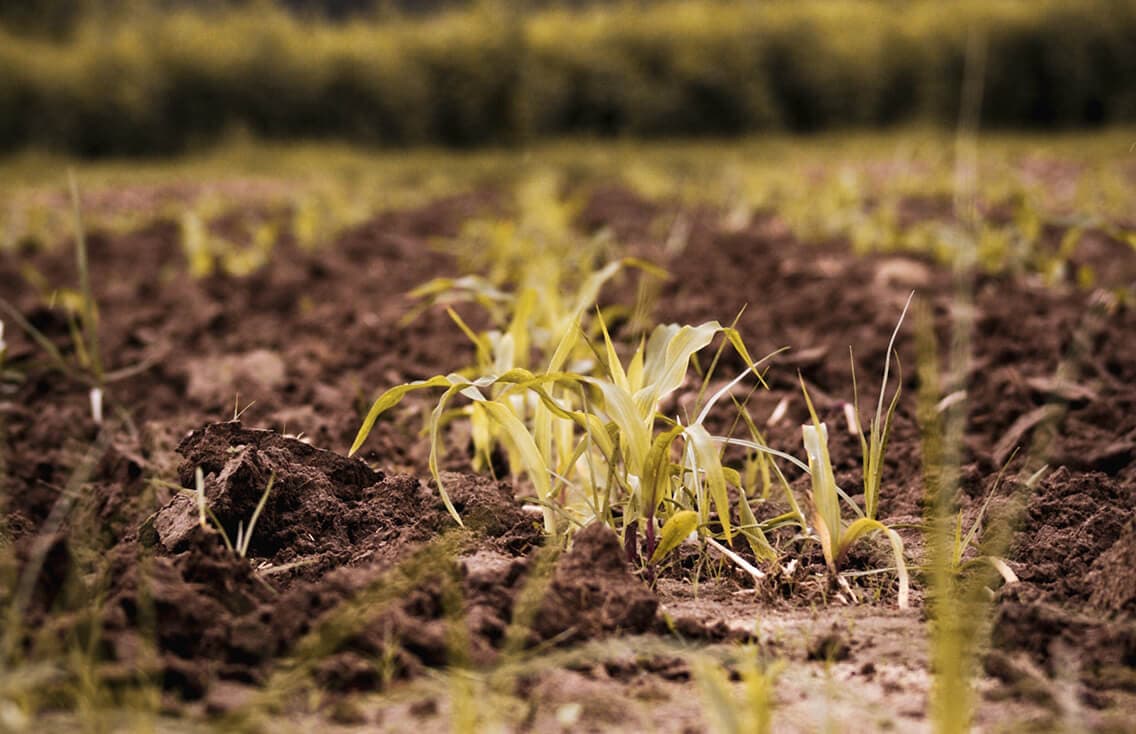 Custom Wordpress website development for UK soil specialist