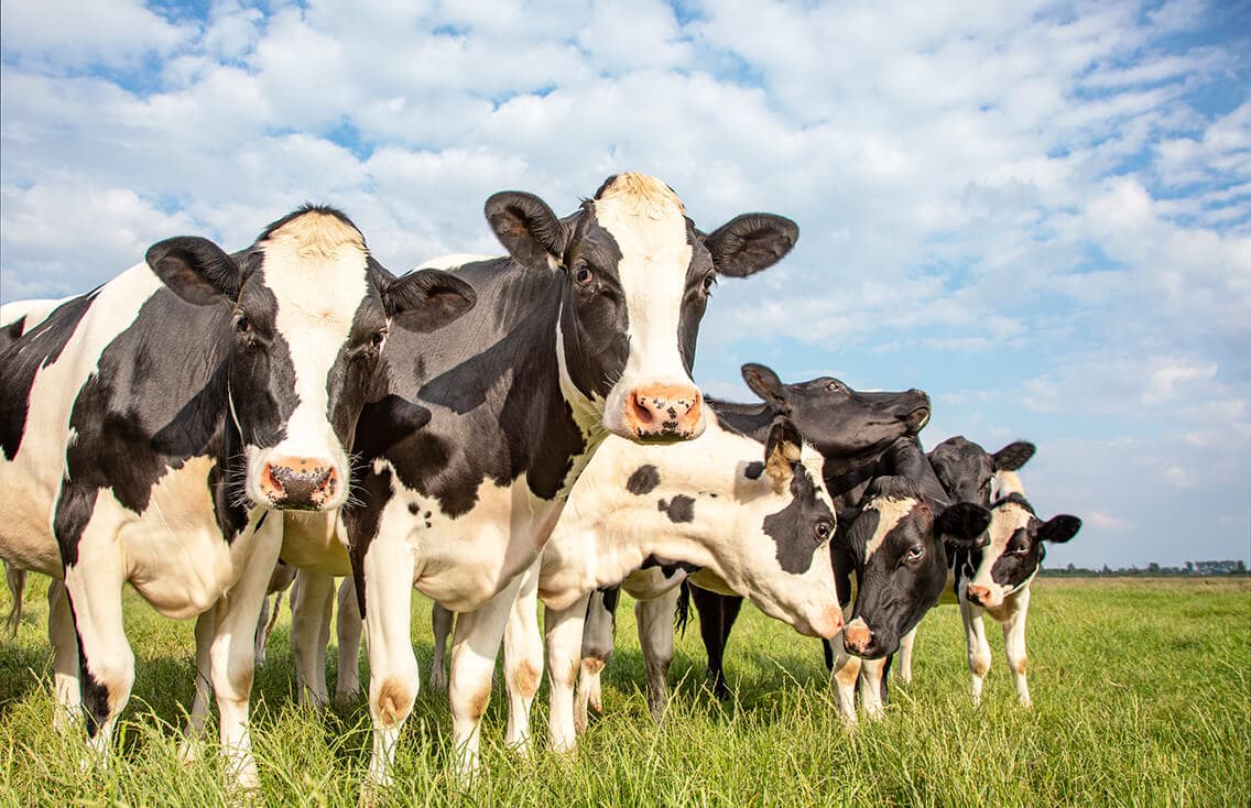 Farm & Agriculture finance