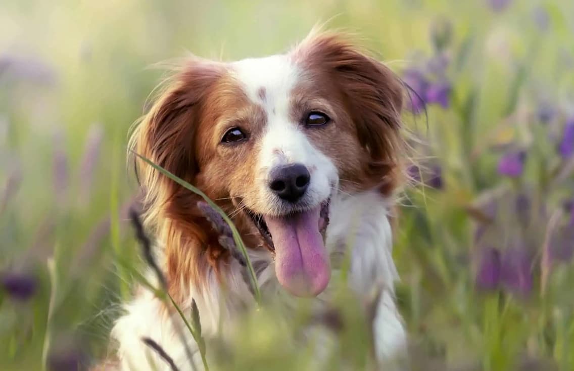 Website for North Devon Vet.