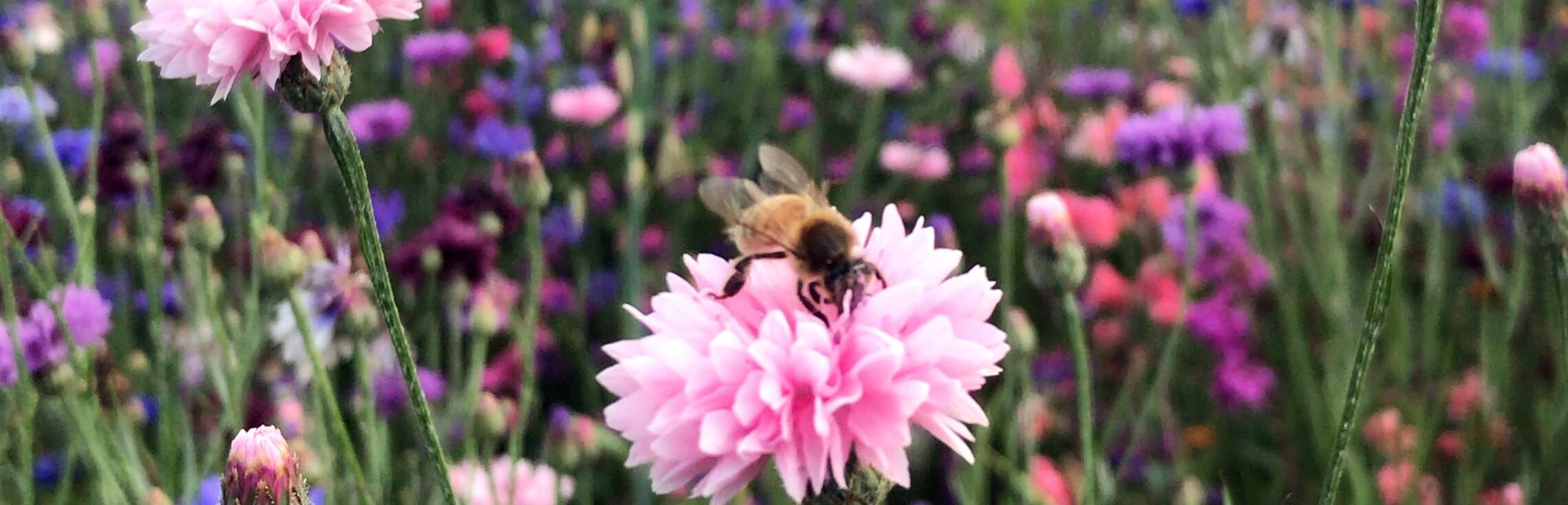 Shopify ecommerce website for North devon Queens